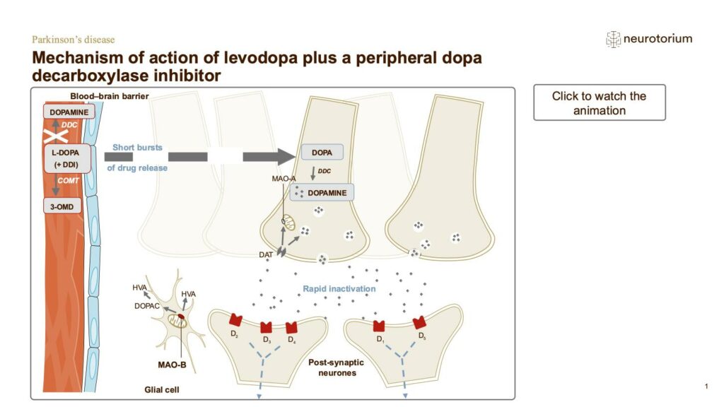 Mechanism of action of levodopa plus a peripheral dopa decarboxylase inhibitor